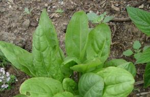 Щавель: польза зеленого растения и вред