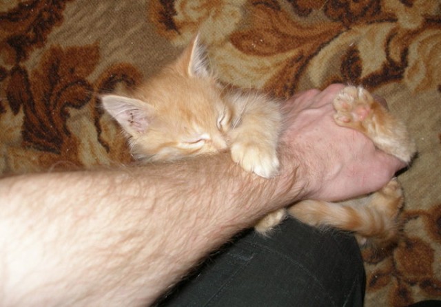 К чему снится кошка кусает за руку. Котёнок кусается и царапается. Кусачий котенок. Котенок вцепился в руку. Маленькие кошки кусаются.