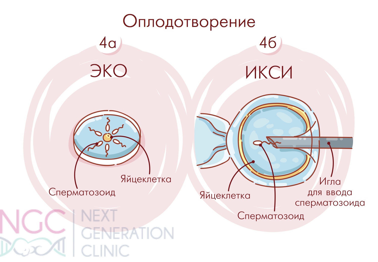 доноры яйцеклеток москва