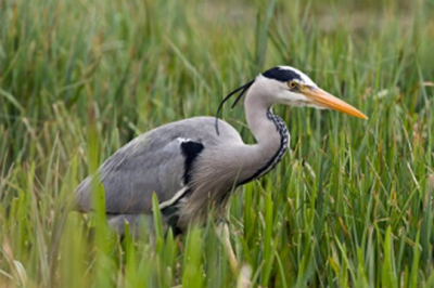 Два рыболова - зимородок и цапля
