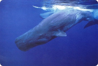 Всё о кашалотах