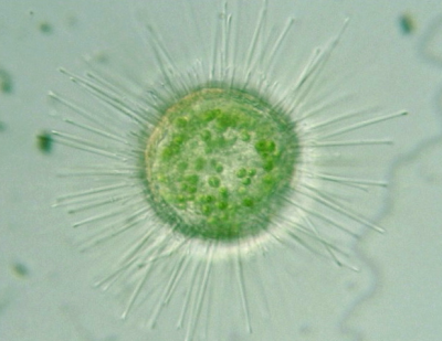 Солнечники (HELIOZOA)