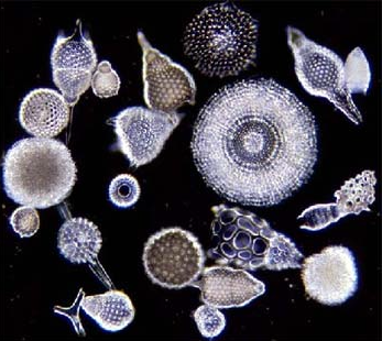 Лучевики (RADIOLARIA)