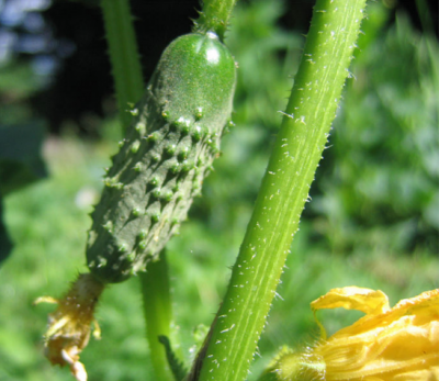 Интересное об огурцах