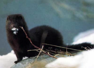 Американская норка