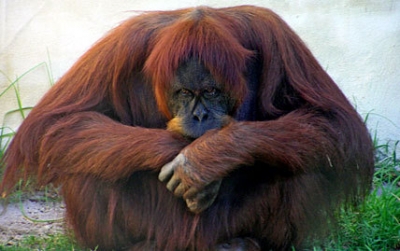 Орангутанги