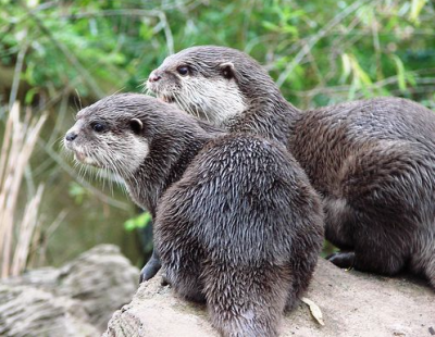 Речная выдра