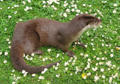 Речная выдра 2