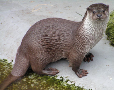 Речная выдра 3