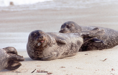 Кольчатая нерпа 3