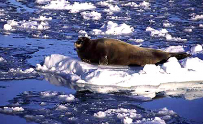 Морской заяц или лахтак 2