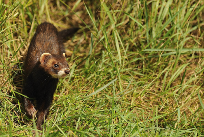 Европейская норка