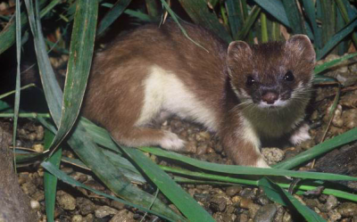 Mustela (Mustela) erminea Linnaeus