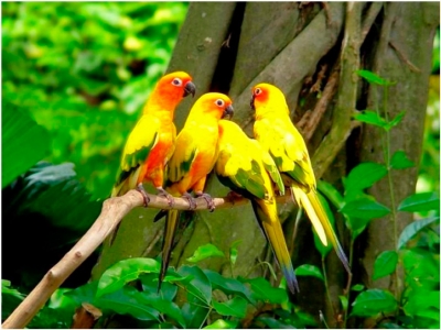 Любовь и дружба попугаев