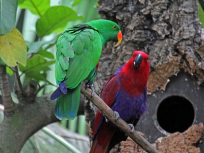 Распространение попугаев