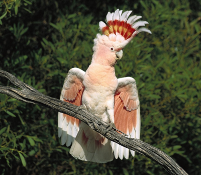 Звуки попугаев