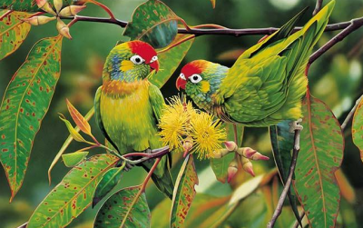 Строение попугаев - скелет